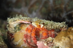 Hermit Crab