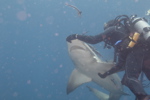 Lemon Shark