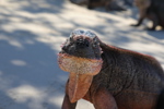 Close-up of an Iguana