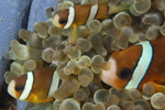 Clown Fish