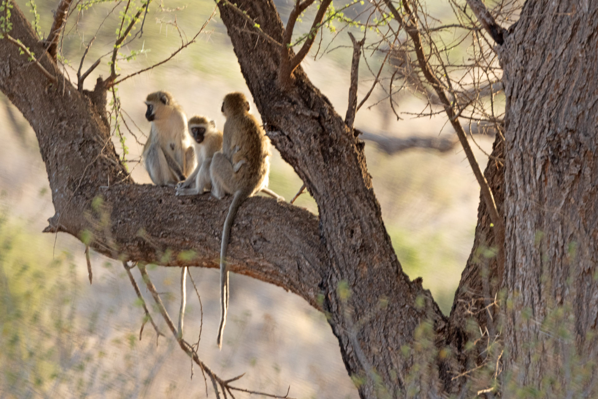 Vervet Monkeys in a Tree (Sep 24, 2025)