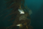 Kelp Bass