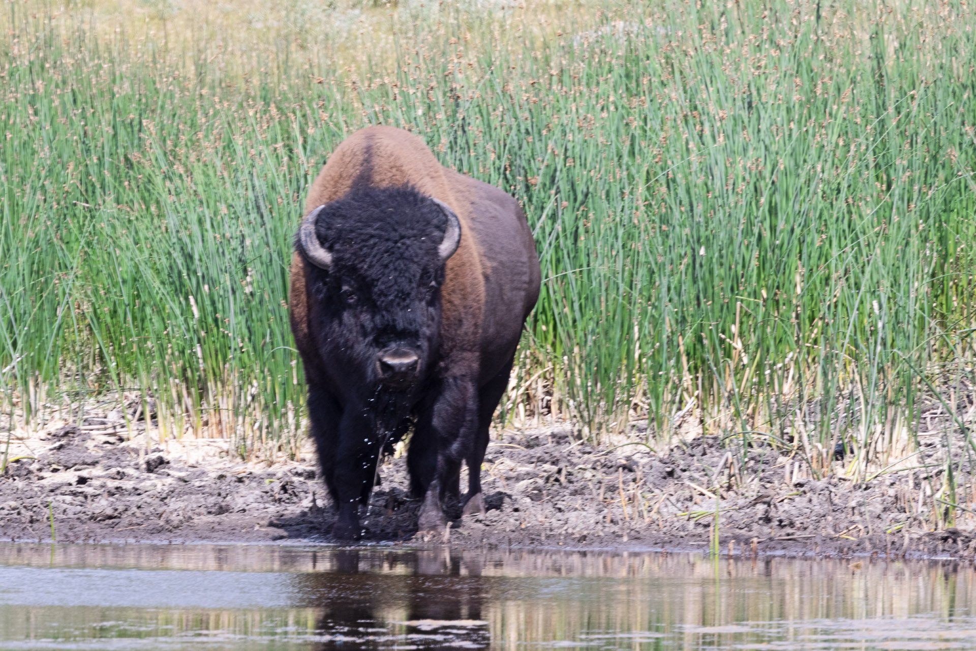 Bison Drinking (Jul 25, 2025)