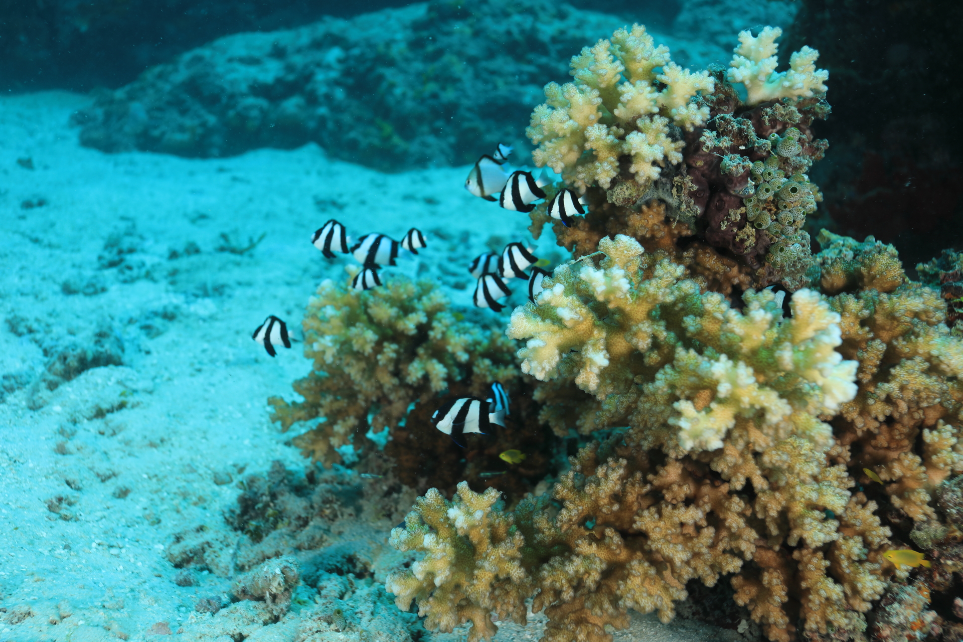 Reef Life (Dec 25, 2021)