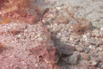 Horn Shark