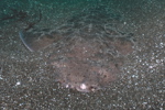 Angel Shark