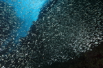 Silverfish School
