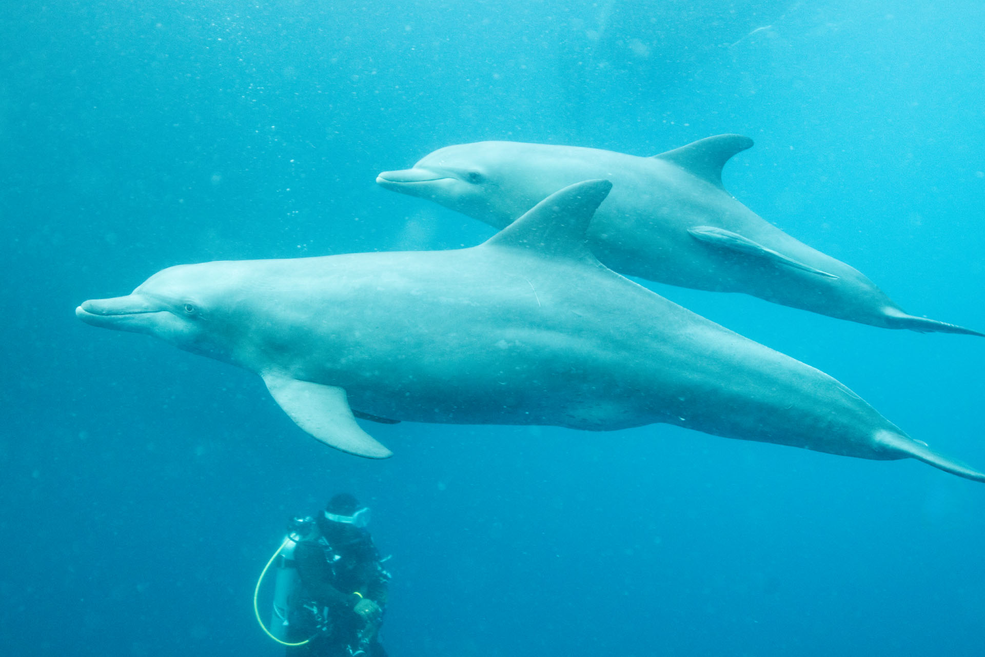 Dolphin Feeding (Jan 26, 2026)