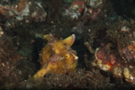 Painted Frogfish