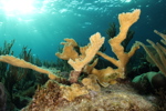 Elkhorn Coral
