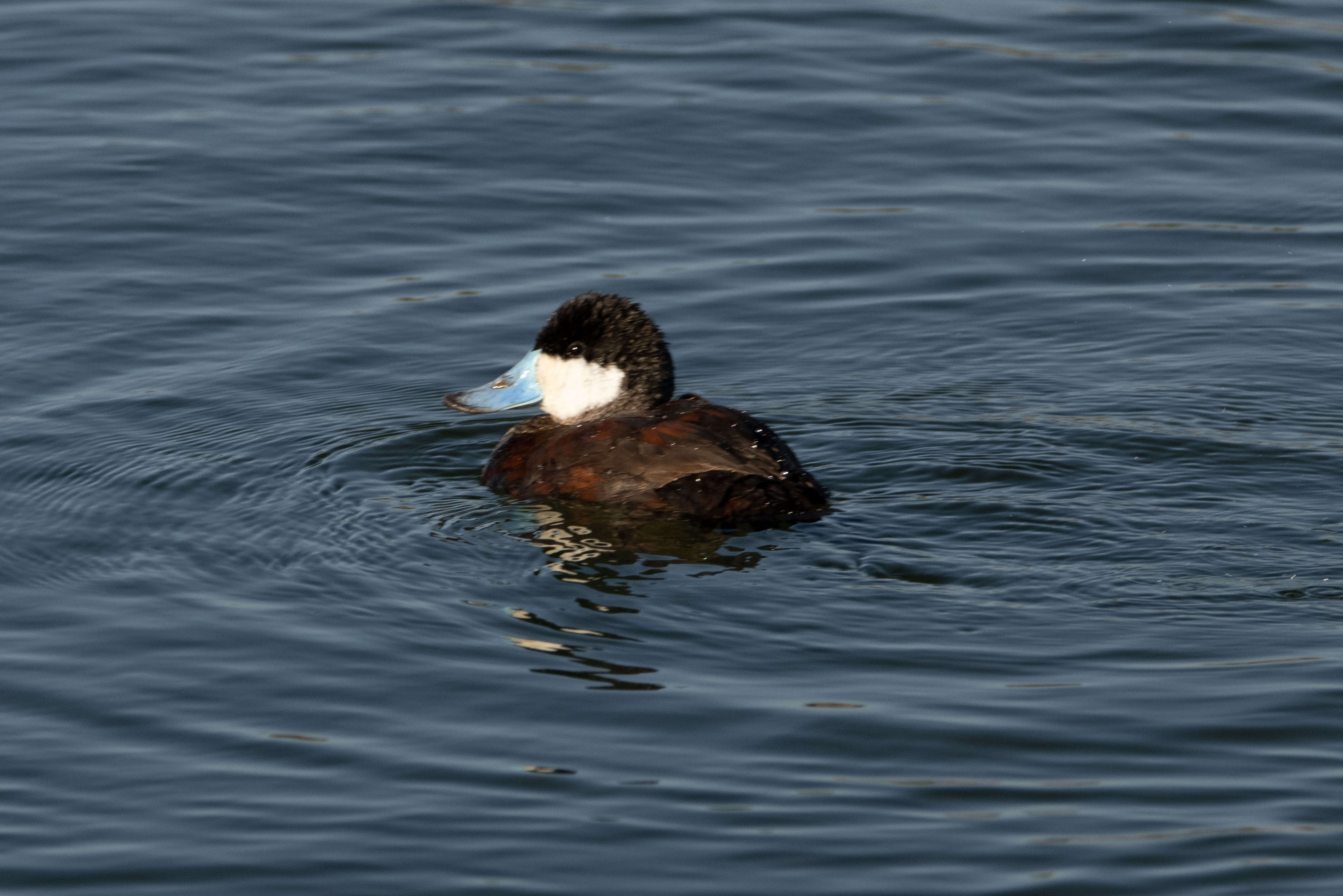 Male Ruddy Duck (Mar 19, 2024)