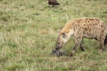Hyaenas eat wildebeest carcass