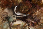 Juvenile spotted Drum
