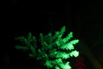 Bioluminescent Coral