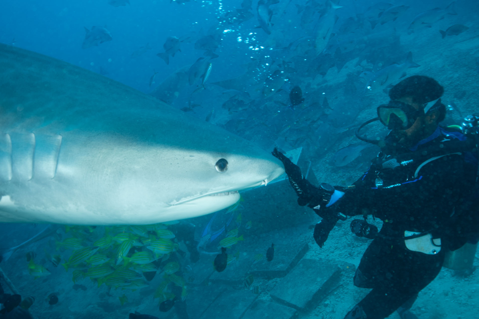 Knox Redirecting Tiger Shark (May 1, 2024)