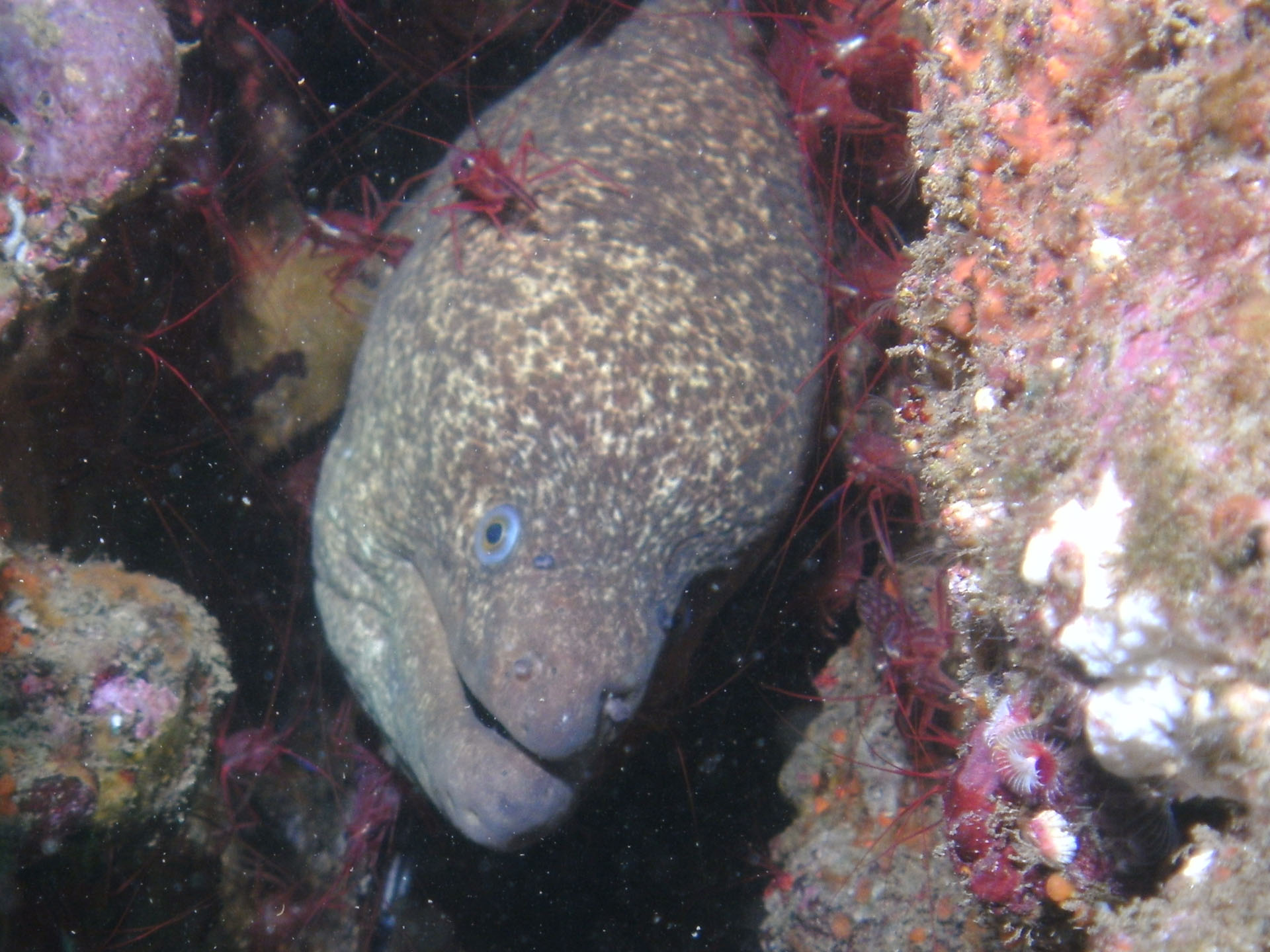 California Moray Eel (Jan 1, 2012)