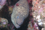 California Moray Eel
