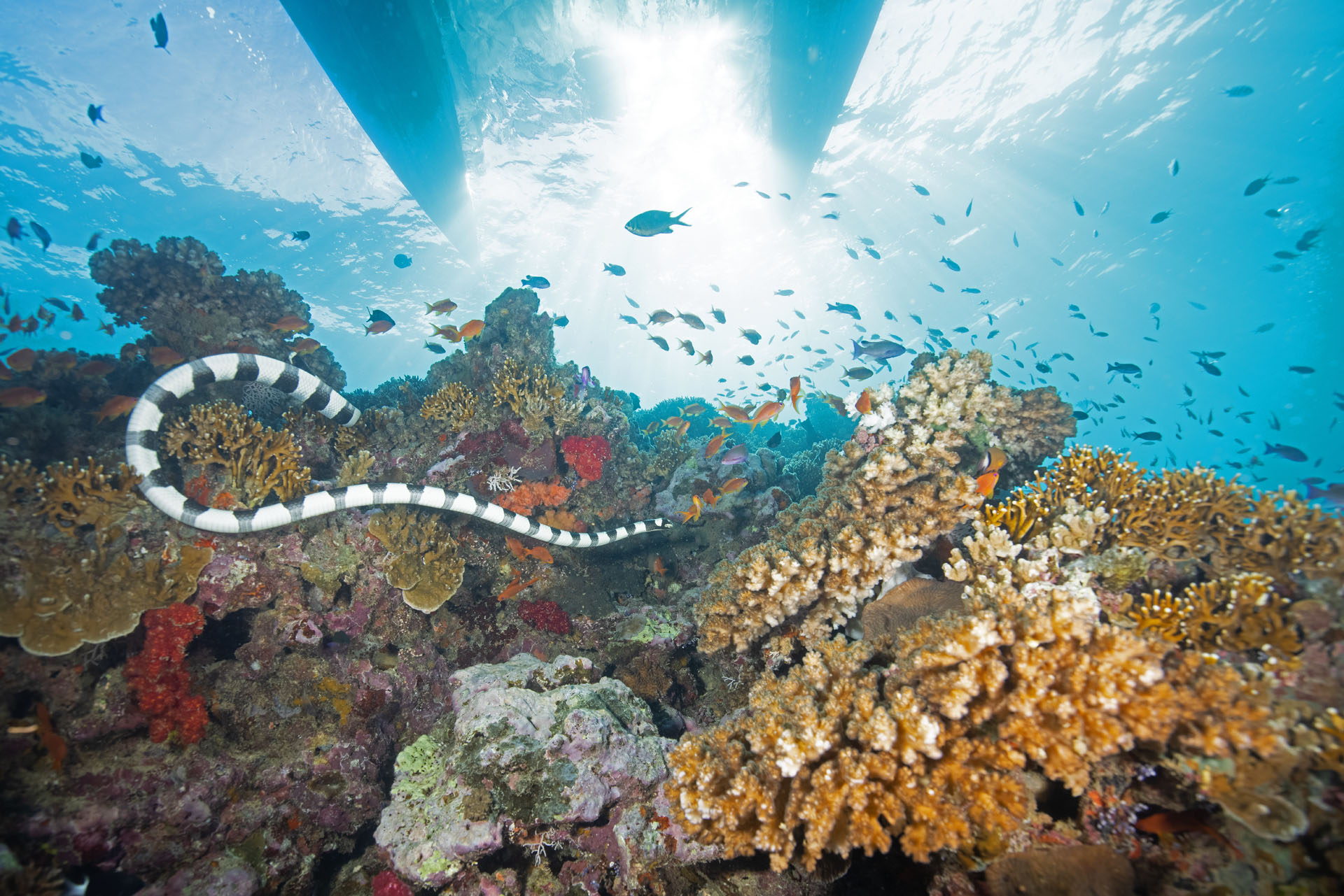 Saddled Sea snake swimming on reef (Apr 29, 2024)