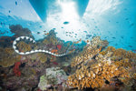 Saddled Sea snake swimming on reef